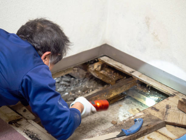 Best Basement Mold Removal  in Fairlea, WV